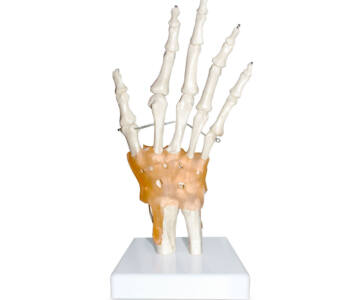 ARTICULACION MANO  ART-MAN