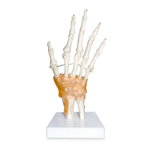 ARTICULACION MANO  ART-MAN