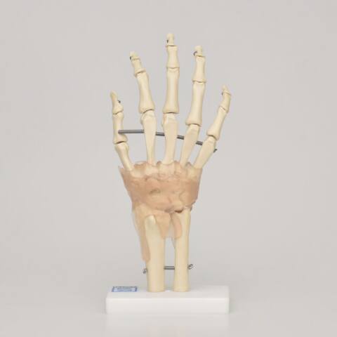 ARTICULACION MANO  ART-MAN - Imagen 3
