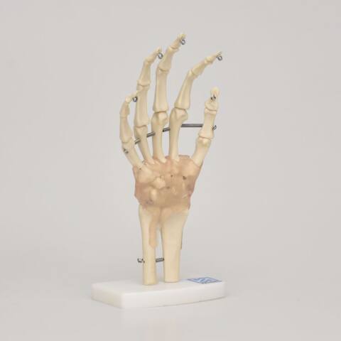 ARTICULACION MANO  ART-MAN - Imagen 4