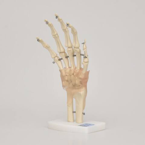 ARTICULACION MANO  ART-MAN - Imagen 2