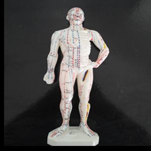 CUERPO HUMANO PARA ACUPUNTURA ACU-BODY-26