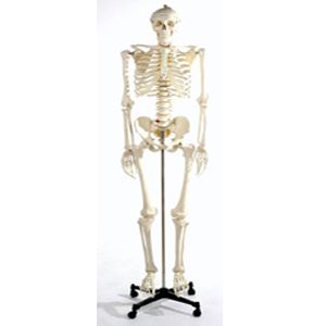 ESQUELETO CON COSTILLAS TRANSPARENTES TAMAÑO NATURAL DE ADULTO ESQ-170