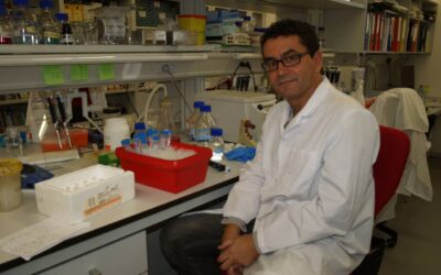 Desvelado el mecanismo molecular que regula el tamaño de las células en función de los nutrientes