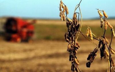 Las lluvias escasas aumentan la liberación de CO2 a la atmósfera en los ecosistemas semiáridos