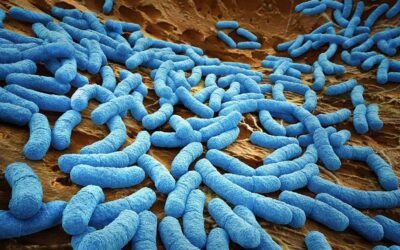 ¿Cuántas células tiene el cuerpo humano… y cuántos microbios?