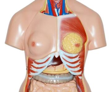 Torso Bisexual (TOR-BIS)