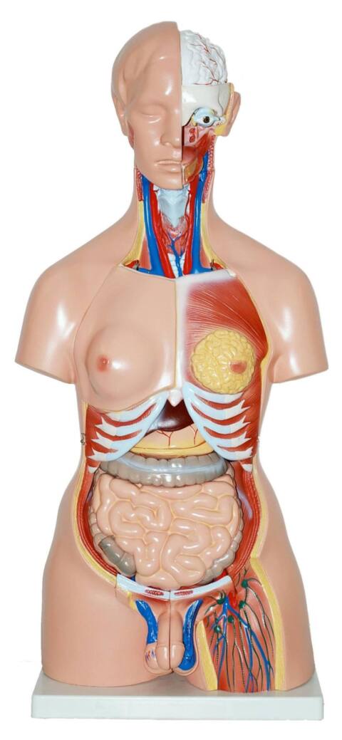 Torso Bisexual (TOR-BIS)