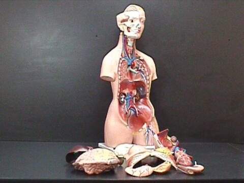 Torso Bisexual (TOR-BIS) - Imagen 2