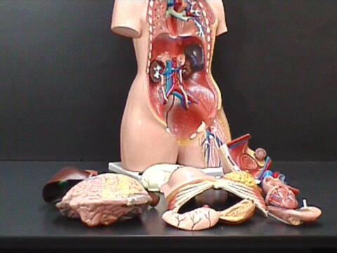Torso Bisexual (TOR-BIS) - Imagen 3