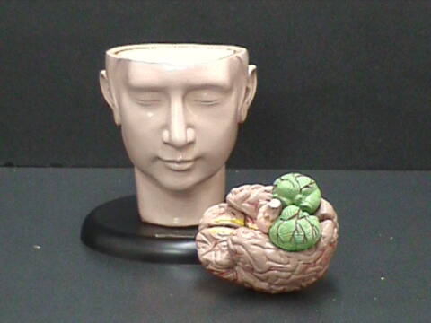 Cabeza con cerebro (CAB-GIG)