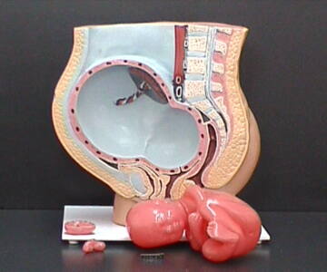 Modelo gigante de Embarazo (EMB-GIG)