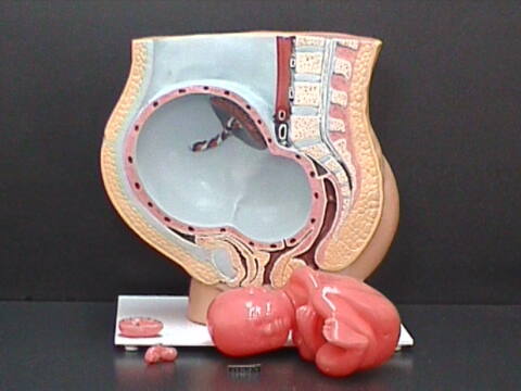 Modelo gigante de Embarazo (EMB-GIG)