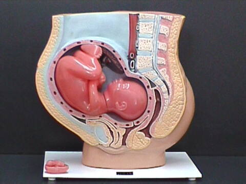 Modelo gigante de Embarazo (EMB-GIG) - Imagen 2