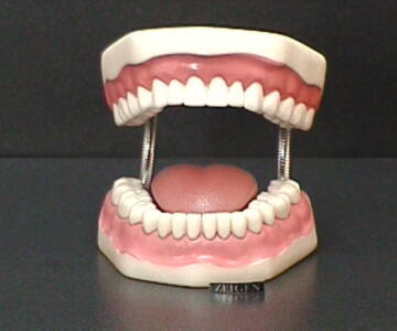 Dentadura Mediana Flexible (DEN-MED)