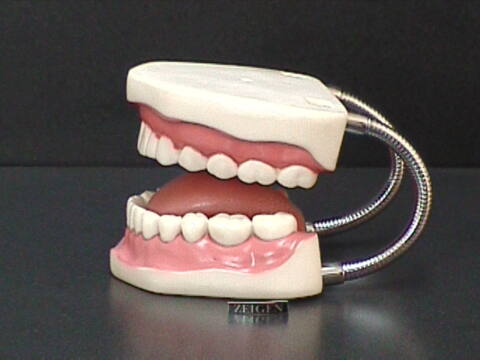 Dentadura Mediana Flexible (DEN-MED) - Imagen 2
