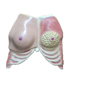 Seno (BUST-SANO)