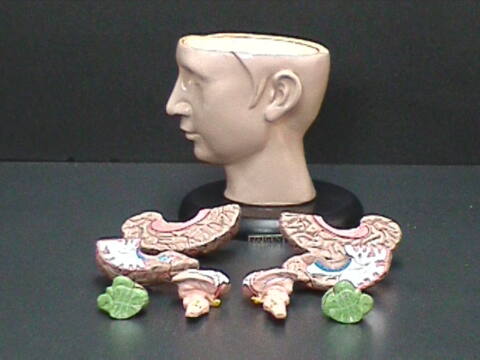 Cabeza con cerebro (CAB-GIG) - Imagen 2