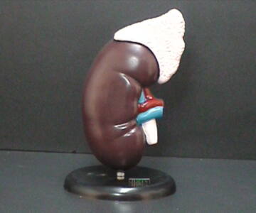 Riñón Gigante (RIÑ-PREMIUM)