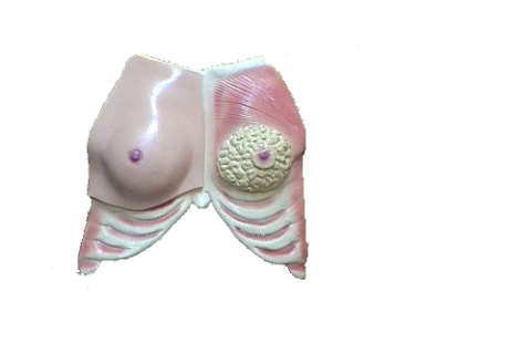 Seno (BUST-SANO) - Imagen 2