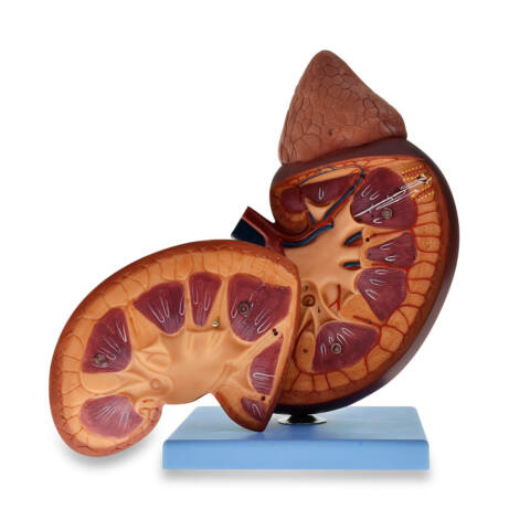 SECCIÓN DE RIÑÓN CON GLÁNDULA SUPRARRENAL DE 5 VECES SU TAMAÑO NATURAL.