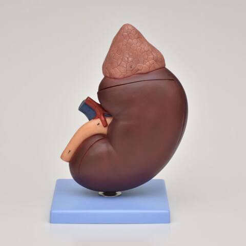 SECCIÓN DE RIÑÓN CON GLÁNDULA SUPRARRENAL DE 5 VECES SU TAMAÑO NATURAL. - Imagen 4