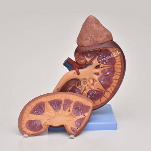 SECCIÓN DE RIÑÓN CON GLÁNDULA SUPRARRENAL DE 5 VECES SU TAMAÑO NATURAL. - Imagen 2