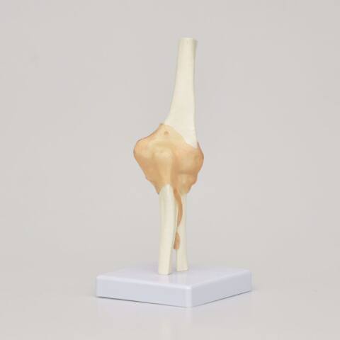 MODELO DE ARTICULACIÓN DE CODO - Imagen 2
