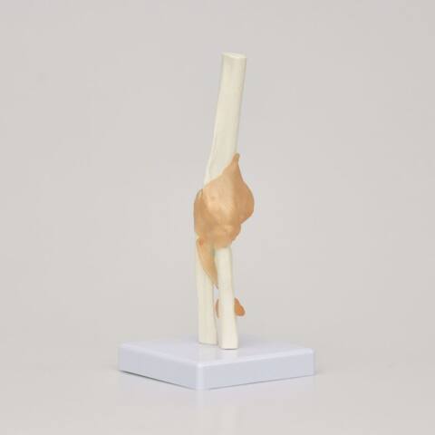 MODELO DE ARTICULACIÓN DE CODO - Imagen 4