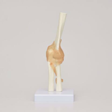 MODELO DE ARTICULACIÓN DE CODO - Imagen 3