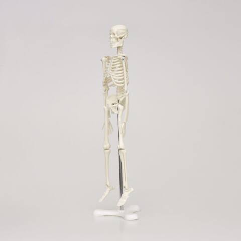 MODELO DE ESQUELETO DE 45 CM - Imagen 2