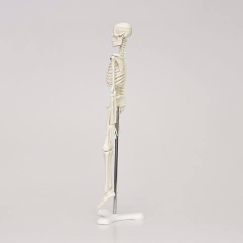 MODELO DE ESQUELETO DE 45 CM - Imagen 3