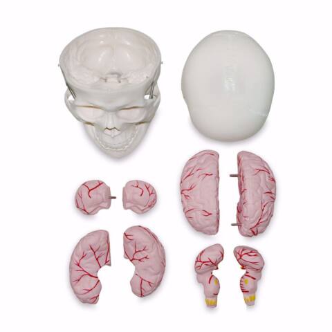 CRÁNEO CON CEREBRO DESARMABLE - Imagen 2