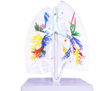 ÁRBOL BRONQUIAL CON PULMONES TRANSPARENTES