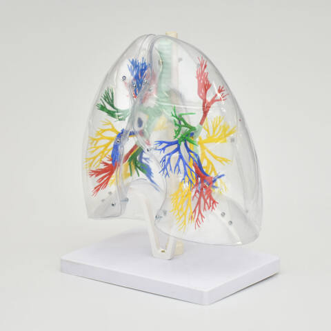 ÁRBOL BRONQUIAL CON PULMONES TRANSPARENTES - Imagen 2