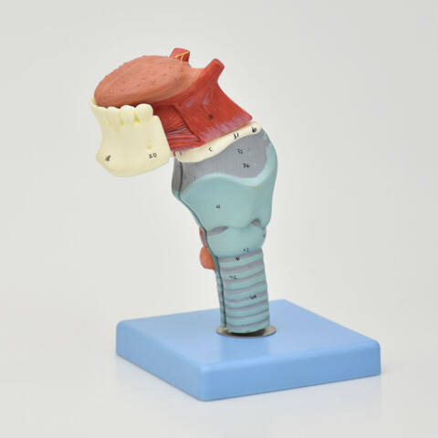 MODELO ANATÓMICO DE LARINGE, LENGUA Y DIENTES - Imagen 2