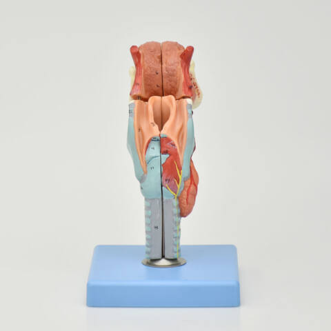 MODELO ANATÓMICO DE LARINGE, LENGUA Y DIENTES - Imagen 3