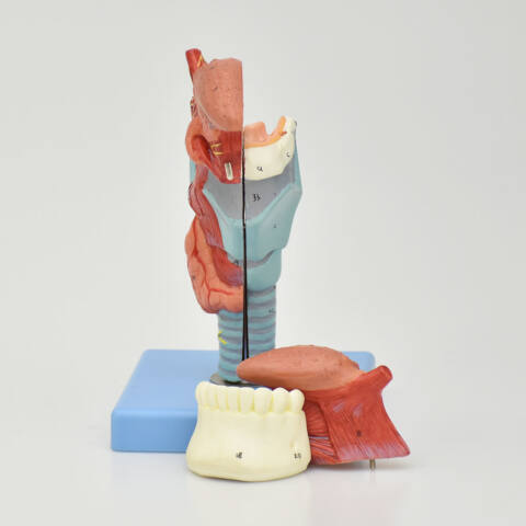 MODELO ANATÓMICO DE LARINGE, LENGUA Y DIENTES - Imagen 4