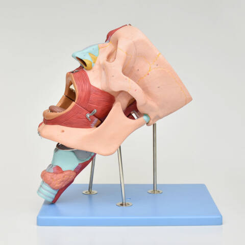 MODELO DE SISTEMA RESPIRATORIO, CON CAVIDADES ORAL Y NASAL, FARINGE Y LARINGE - Imagen 2