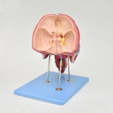 MODELO DE SISTEMA RESPIRATORIO, CON CAVIDADES ORAL Y NASAL, FARINGE Y LARINGE - Imagen 3