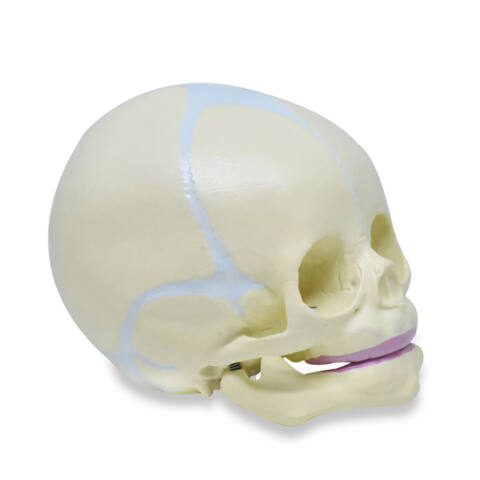 MODELO ANATÓMICO CRÁNEO DE INFANTE - Imagen 2