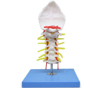 MODELO ANATÓMICO DE COLUMNA CERVICAL