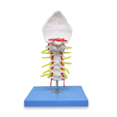MODELO ANATÓMICO DE COLUMNA CERVICAL