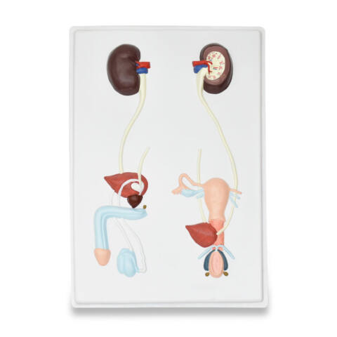 LÁMINA DE SISTEMA UROGENITAL