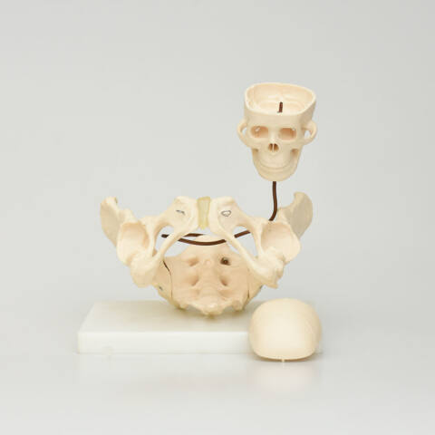 PELVIS PARA DEMOSTRACIÓN DE NACIMIENTO - Imagen 5