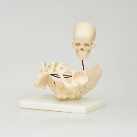 PELVIS PARA DEMOSTRACIÓN DE NACIMIENTO - Imagen 2