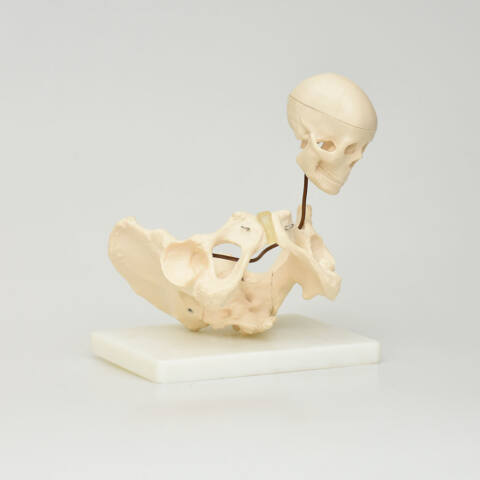 PELVIS PARA DEMOSTRACIÓN DE NACIMIENTO - Imagen 3