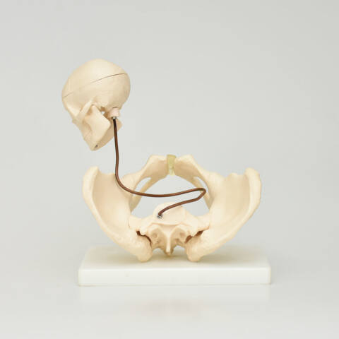PELVIS PARA DEMOSTRACIÓN DE NACIMIENTO - Imagen 4