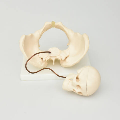 PELVIS PARA DEMOSTRACIÓN DE NACIMIENTO - Imagen 6