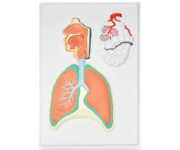 LÁMINA DEL SISTEMA RESPIRATORIO